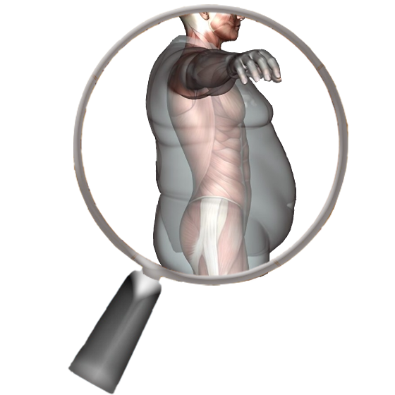 body composition segmentation and quantification
